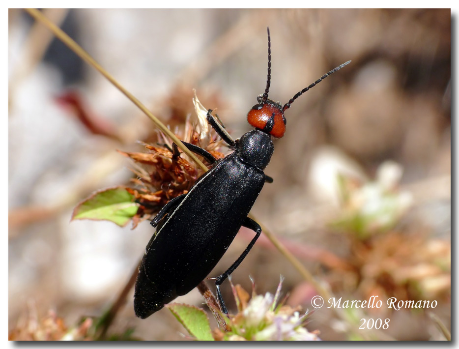 Insetti dalla Croazia: 1. Epicauta rufidorsum (Meloidae)